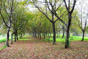 Domenica Morzillo | Autunno | Bucciano
