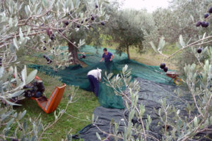 Pietro Iamartino | Raccolta delle olive | Faicchio
