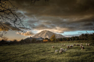 Giuseppe Biancardi | Paesaggio Rurale | Montesarchio