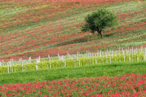 Angelo Masone | Paesaggio impressionista | Benevento