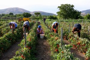 Domenica Morzillo | Tempo di pomodori | Airola