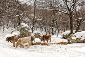 Domenico Orfitelli | Pascolo d'inverno | Pietraroja