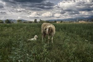 Rodolfo Tagliaferri | Natività | Fragneto Monforte