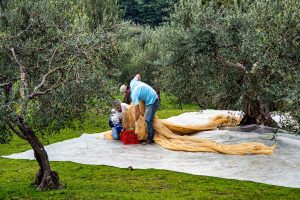 Fabio Del Ghianda | La raccolta delle olive | Faicchio